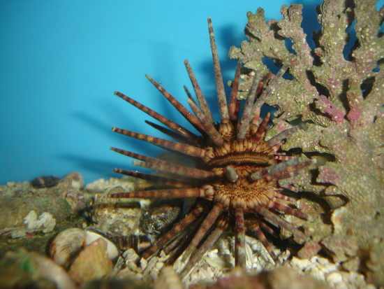  Eucidaris tribuloides (Mine Urchin, Slate Urchin, Club Urchin, Pencil Urchin)